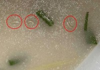 想找贪吃的蛆虫在哪？这些地方可能藏着它们！