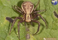 巫师2蟹蜘蛛的眼睛有什么用？这几个用途必知！