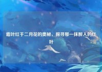 霜叶红于二月花的奥秘，探寻那一抹醉人的红叶