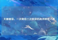 大棚番茄，一次栽培三次收获的高效种植之道