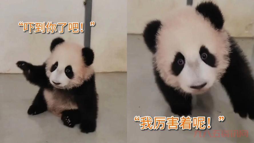 小卡秋莎：莫斯科动物园的大熊猫明星