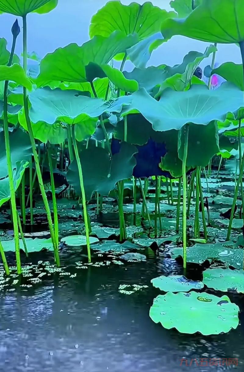 大唐豪侠百花技能点怎么加点？柳叶纷飞百花乱舞加点详解