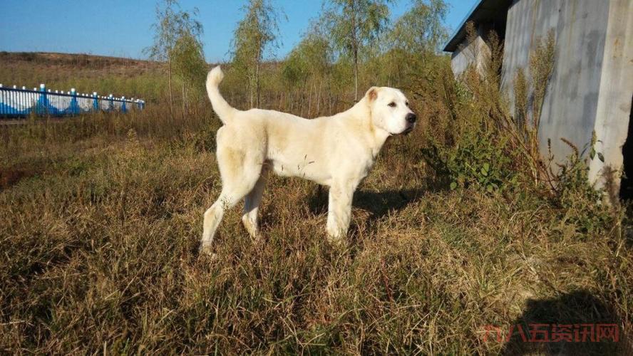 探秘土耳其坎高犬：全球唯一的国宝级守护犬