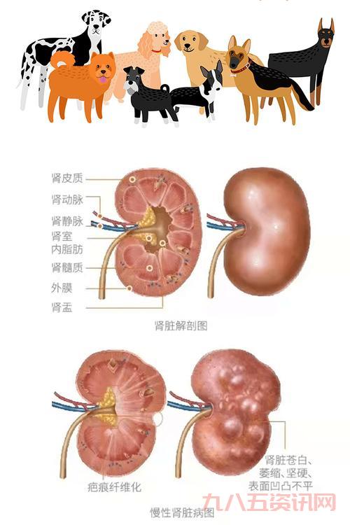 什么是腰子？肾脏的结构与重要性详解