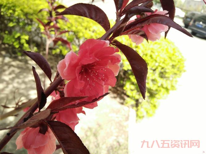 桃花论坛POWERED2019打不开？试试这几个办法！