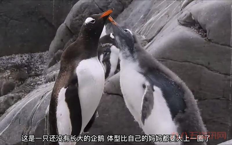 企鹅吃鱼有什么特别的？这篇文章告诉你答案！