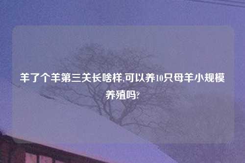 羊了个羊第三关长啥样,可以养10只母羊小规模养殖吗?