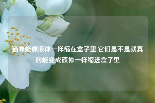 猫咪能像液体一样缩在盒子里,它们是不是就真的能变成液体一样缩进盒子里