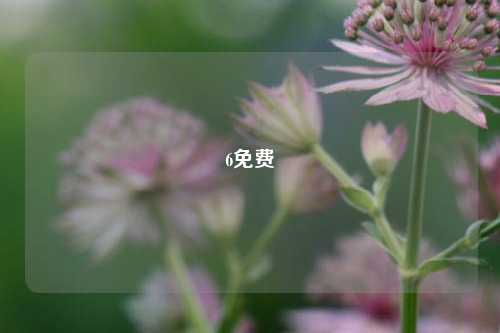 6免费