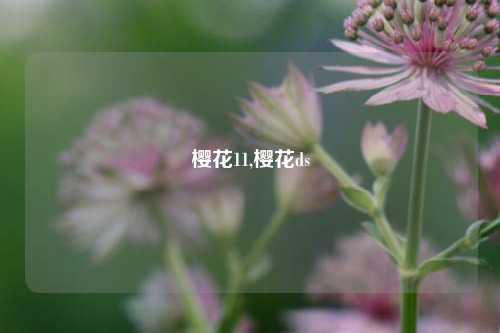 樱花11,樱花ds