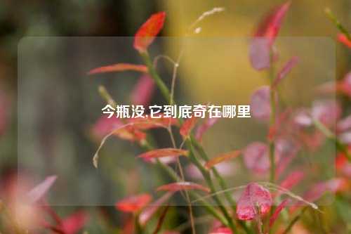 今瓶没,它到底奇在哪里