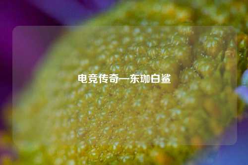 电竞传奇—东珈白鲨