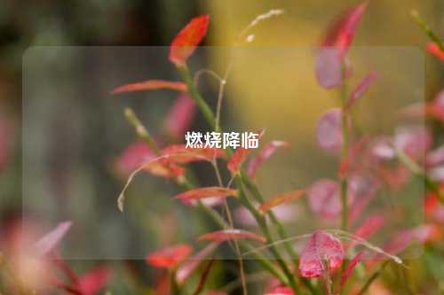 燃烧降临